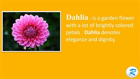 dahlia pronunciation